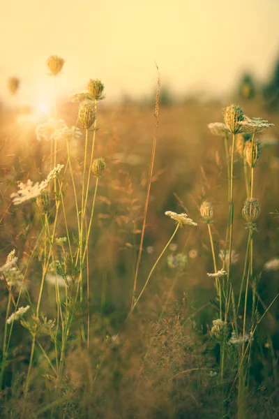Beauty wild flowers on meadow — Stock Photo, Image