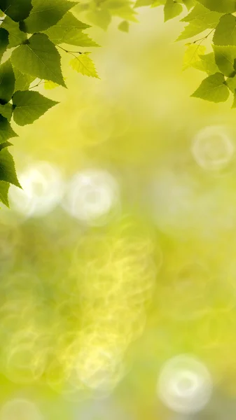 Temprano en el bosque — Foto de Stock