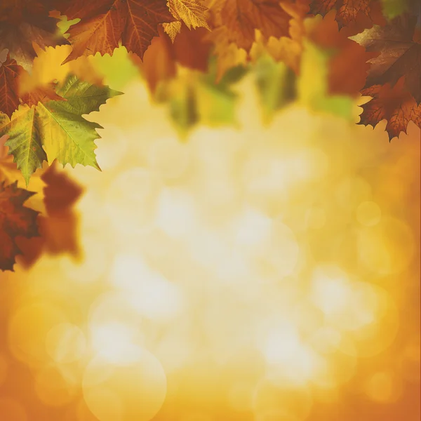 Höstlig bakgrund med maple bladverk — Stockfoto