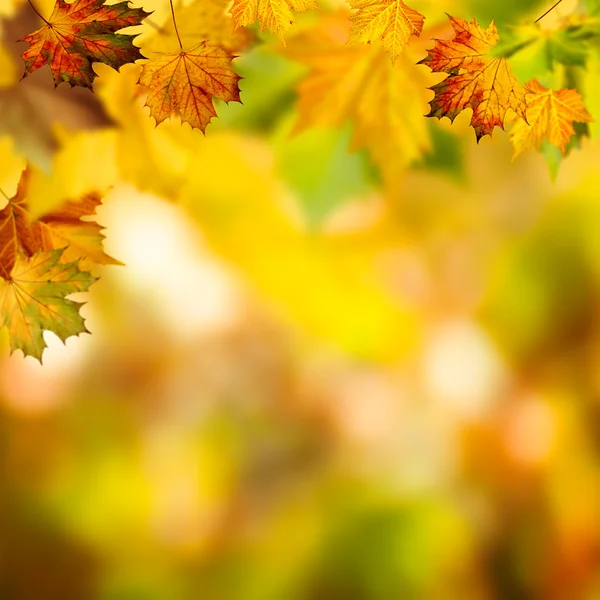 抽象的な背景が紅葉 — ストック写真