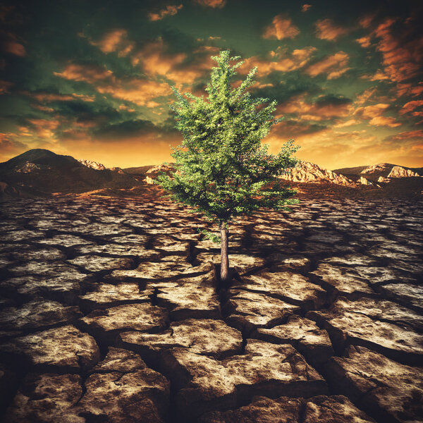 Environmental backgrounds with alone tree