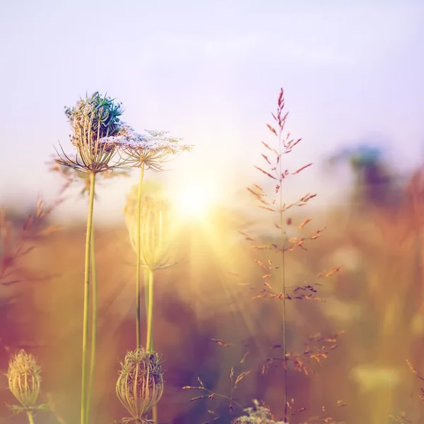 Beauté fleurs sauvages sur prairie — Photo