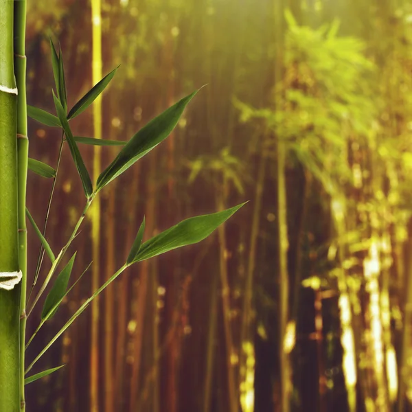 Día de verano en el bosque de bambú — Foto de Stock