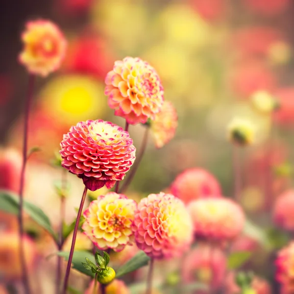 Hermosas flores de Dahlia — Foto de Stock