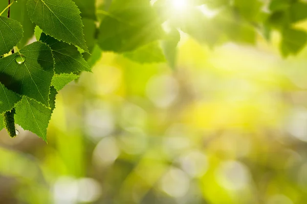 Morning dew — Stock Photo, Image