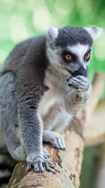 ahşap üzerine lemur