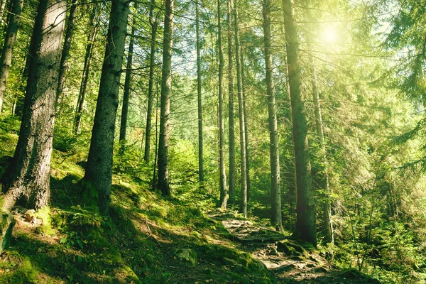 Zomer bos — Stockfoto