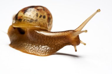 salyangoz achatina