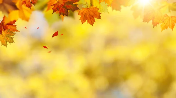 Bannière automnale avec feuilles — Photo