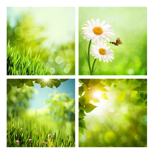 Set of summer natural backgrounds — Stock Photo, Image