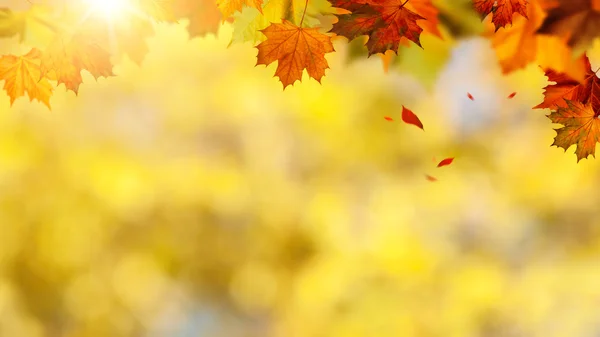 Herfst banner met vallende bladeren — Stockfoto