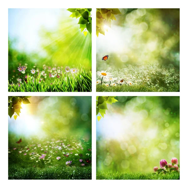 Set of assorted summer backgrounds — Stock Photo, Image