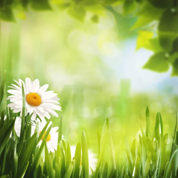 Fundo de verão com flores de margarida — Fotografia de Stock