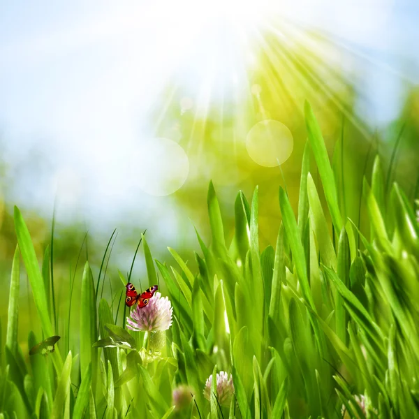 Reen grass, flowers and butte — Stock Photo, Image