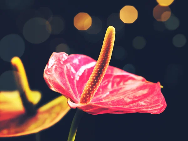 Güzellik anthurium çiçekleri — Stok fotoğraf