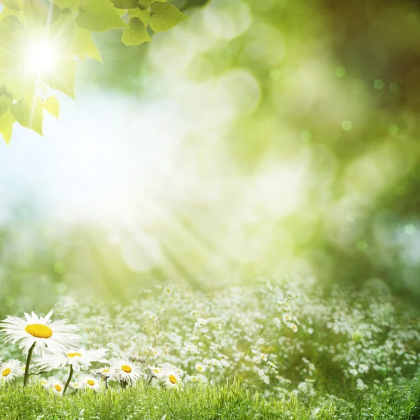 デイジーの花と草原の夏の日 — ストック写真