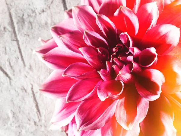 Pink lotus flower — Stock Photo, Image