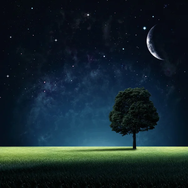 Lua sobre árvore à noite — Fotografia de Stock