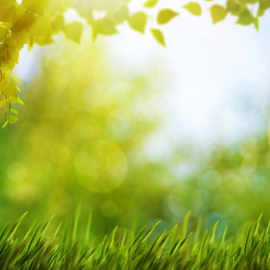 Bitki örtüsü ve güneş ışığı ile doğal arka plan