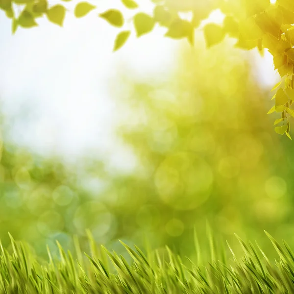 Bitki örtüsü ve güneş ışığı ile doğal arka plan — Stok fotoğraf