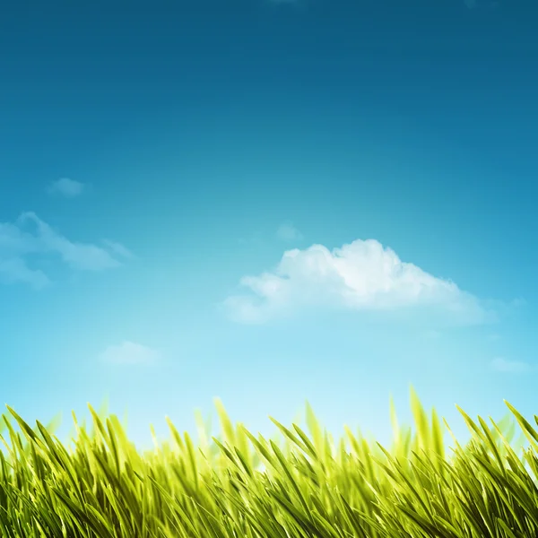 Arrière-plan avec herbe et ciel — Photo