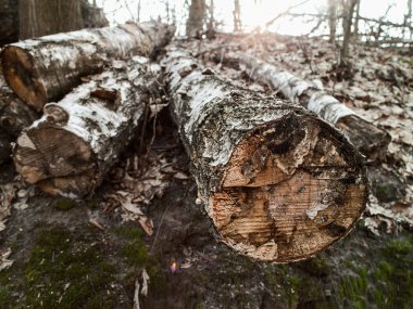 Çevre arka plan üzerinde kereste fabrikası.