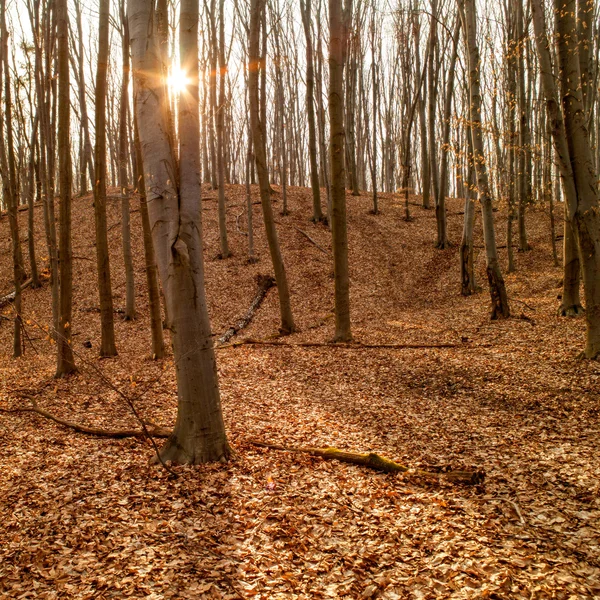 Autumnal forest background — Stock Photo, Image