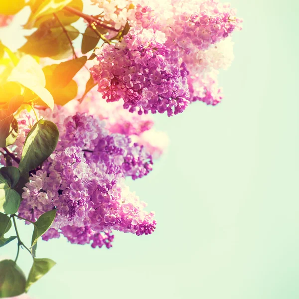 Lilac blommor bakgrund — Stockfoto