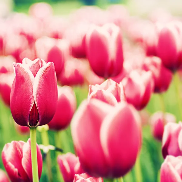 Red tulips backgrounds — Stock Photo, Image
