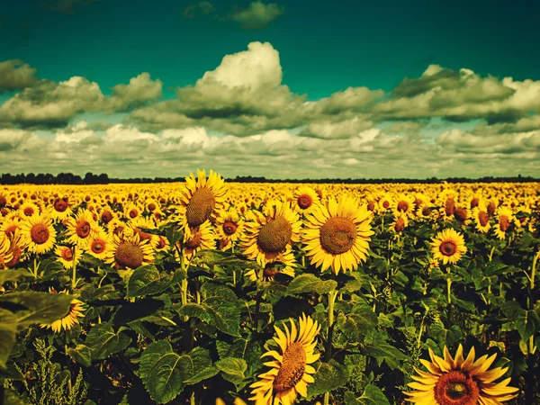 Sunflowers under the blue sky — Stock Photo, Image