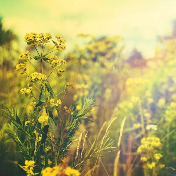 Golden evening on the summer meadow — Stock Photo, Image