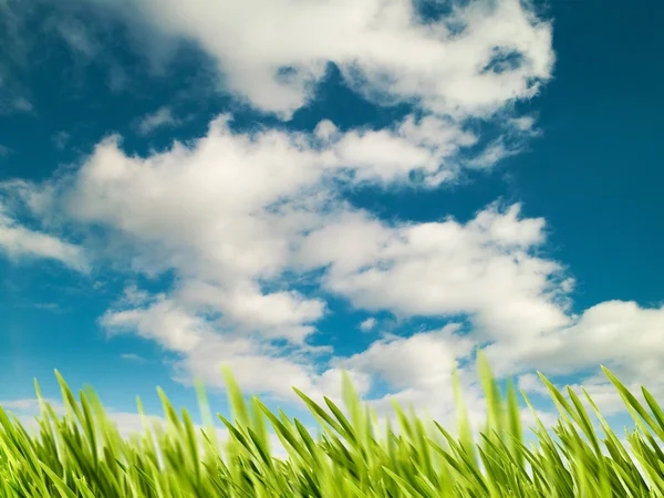 Natuurlijke achtergrond met groene weide — Stockfoto