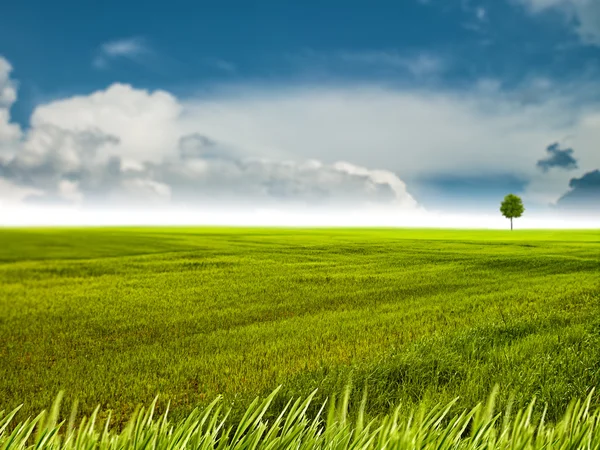 Green meadow background Stock Picture