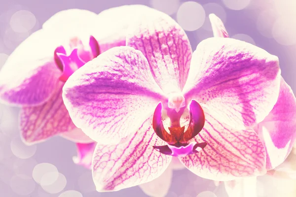 Pink orchid flowers — Stock Photo, Image