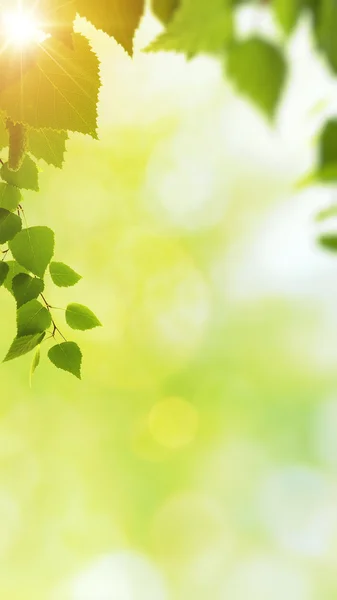 Daytime haze in forest — Stock Photo, Image