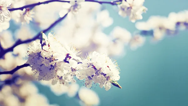 Aprikosträd blommor — Stockfoto