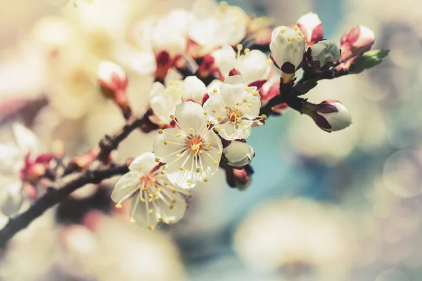 Apricot tree flowers — Stock Photo, Image