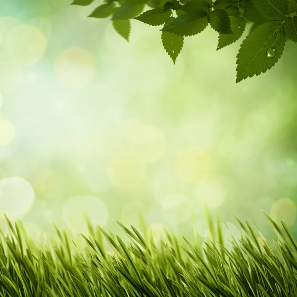 Summer morning in the forest — Stock Photo, Image