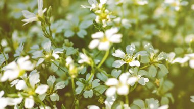 Beyaz papatya çiçekleri.