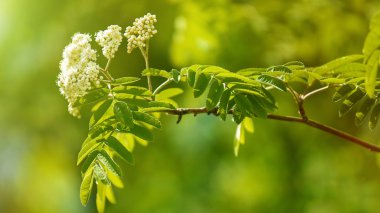 küçük beyaz çiçekler