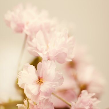 Sakura çiçek portre