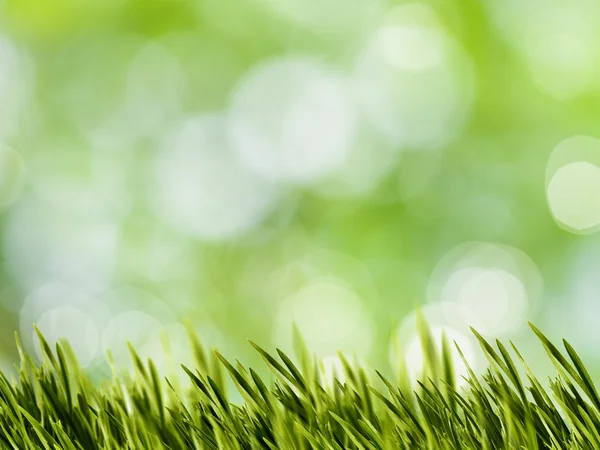 Gras auf Bokeh-Hintergrund — Stockfoto