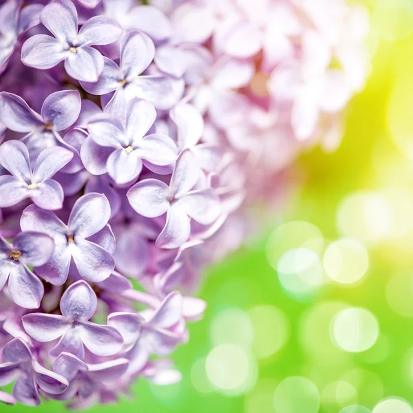 Flores lilás close-up — Fotografia de Stock