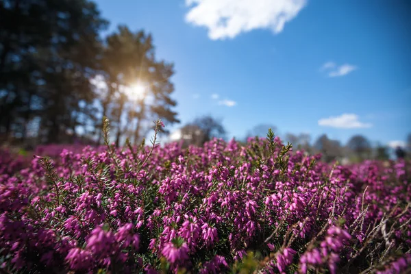 작은 보라색 꽃 — 스톡 사진