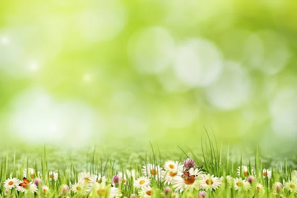 Små vita blommor — Stockfoto