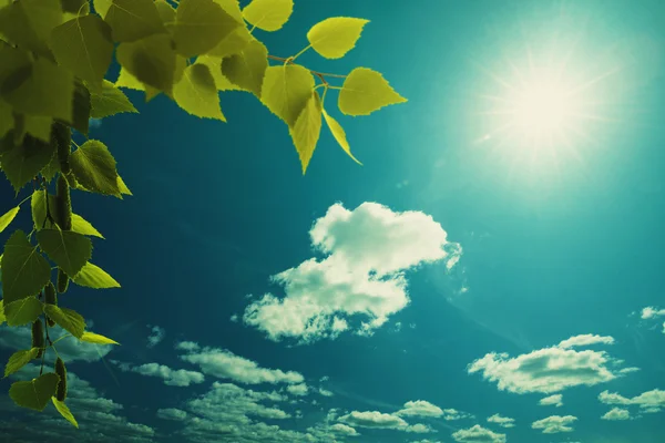 Planta sobre fondo cielo azul — Foto de Stock