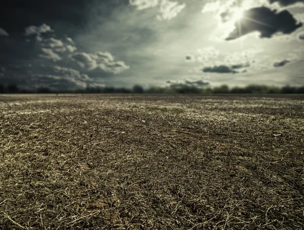 Grama seca sob o céu — Fotografia de Stock