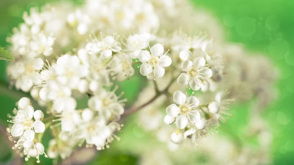 Малі білі квіти — стокове фото