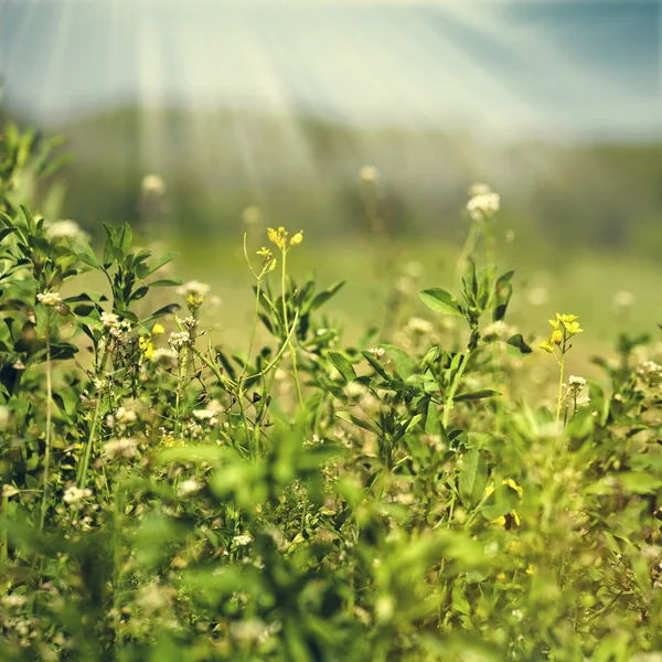 아름 다운 녹색 풀밭 — 스톡 사진
