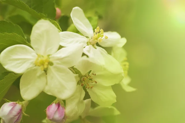 Flores de manzana de primavera —  Fotos de Stock